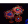 WYSIWYG - Zoanthus Happy People Eater 2I8