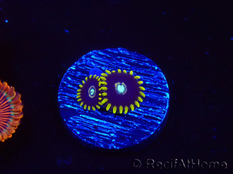 WYSIWYG - Zoanthus OG Blue Hornet 2J2