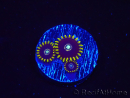 WYSIWYG - Zoanthus OG Blue Hornet 2J4