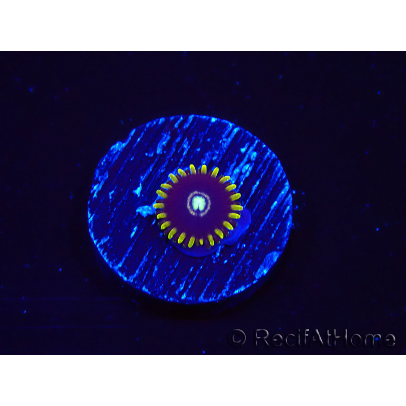 WYSIWYG - Zoanthus OG Blue Hornet