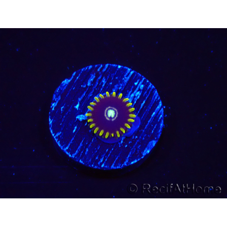 WYSIWYG - Zoanthus OG Blue Hornet 2J6
