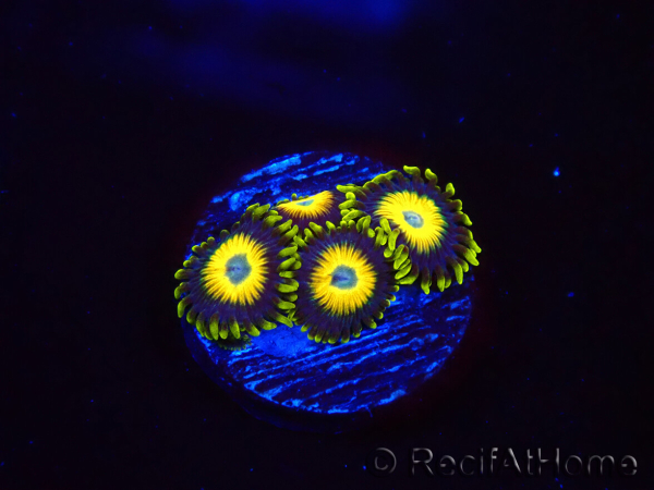 WYSIWYG Zoanthus Scrambled Eggs
