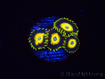 WYSIWYG Zoanthus Scrambled Eggs