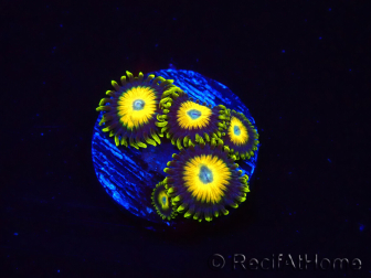 WYSIWYG Zoanthus Scrambled Eggs