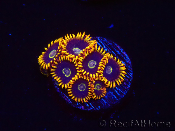 WYSIWYG - Zoanthus Rainbow Hornet