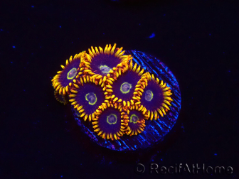 WYSIWYG - Zoanthus Rainbow Hornet