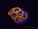 WYSIWYG - Zoanthus Rainbow Hornet