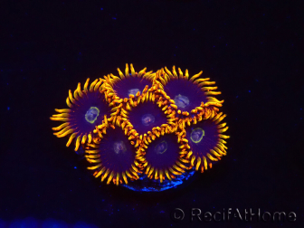 WYSIWYG - Zoanthus Rainbow Hornet