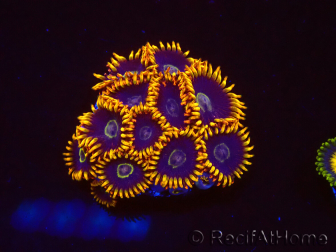 WYSIWYG - Zoanthus Rainbow Hornet
