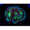 WYSIWYG - RAH Favia Charizard