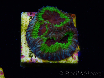 WYSIWYG - RAH Favia Purple People Eater
