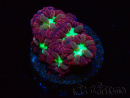 WYSIWYG - RAH Blastomussa merleti Merlot