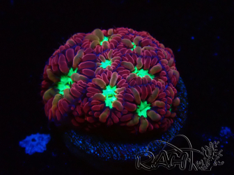 WYSIWYG - RAH Blastomussa merleti Merlot