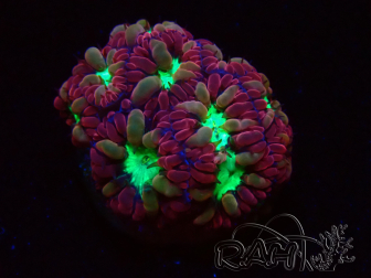 WYSIWYG - RAH Blastomussa merleti Merlot