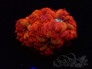 WYSIWYG - RAH Blastomussa merleti Fire and Ice