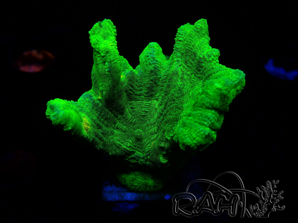 WYSIWYG - Pectinia Space Invader 1