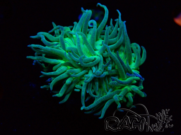 WYSIWYG Duncanopsammia axifuga Verde