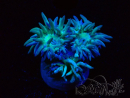 WYSIWYG Duncanopsammia axifuga Green 4
