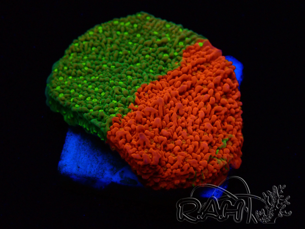 WYSIWYG WWC Sunfire GRAFTED Montipora plateau 11N1