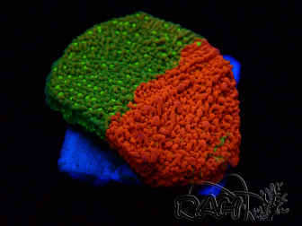 WYSIWYG WWC Sunfire GRAFTED Montipora plateau