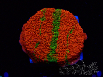 WYSIWYG WWC Sunfire GRAFTED Montipora plateau 11N2