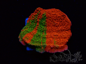 WYSIWYG WWC Sunfire GRAFTED Montipora meseta