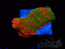 WYSIWYG WWC Sunfire GRAFTED Montipora plateau