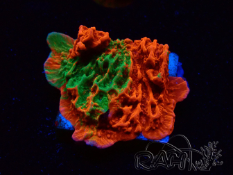 WYSIWYG Montipora plateau GRAFTED ULTRA