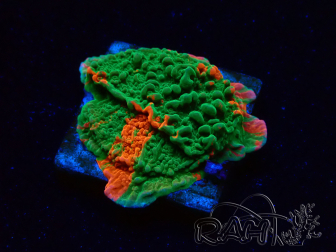 WYSIWYG Montipora plateau GRAFTED ULTRA