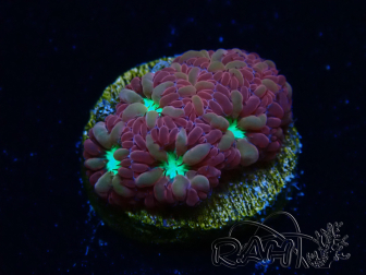 WYSIWYG - RAH Blastomussa merleti Merlot