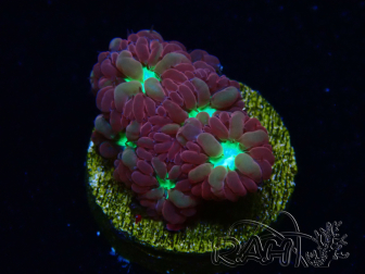 WYSIWYG - RAH Blastomussa merleti Merlot