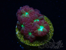 WYSIWYG - RAH Blastomussa merleti Merlot
