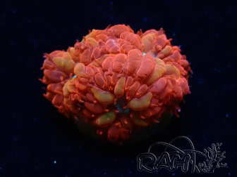 WYSIWYG - RAH Blastomussa merleti Fire and Ice