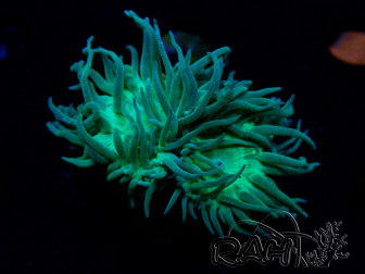WYSIWYG Duncanopsammia axifuga Verde