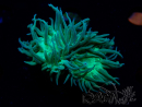 WYSIWYG Duncanopsammia axifuga Verde