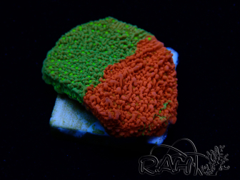 WYSIWYG WWC Sunfire GRAFTED Montipora plateau 11N1