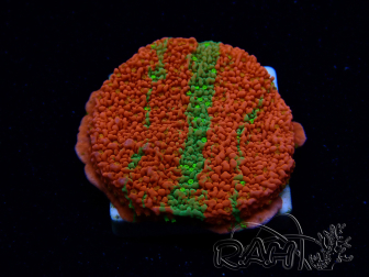WYSIWYG WWC Sunfire GRAFTED Montipora plateau