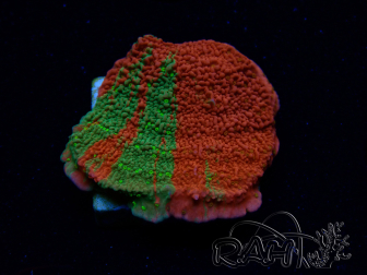 WYSIWYG WWC Sunfire GRAFTED Montipora plateau