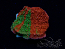 WYSIWYG WWC Sunfire GRAFTED Montipora plateau