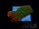 WYSIWYG WWC Sunfire GRAFTED Montipora plateau 11N4