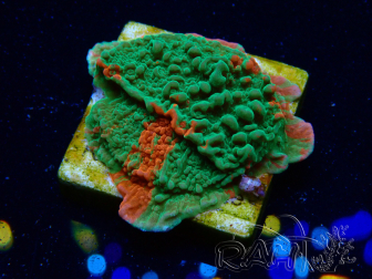 WYSIWYG Montipora plateau GRAFTED ULTRA