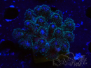 WYSIWYG Pocillopora damicornis rosa