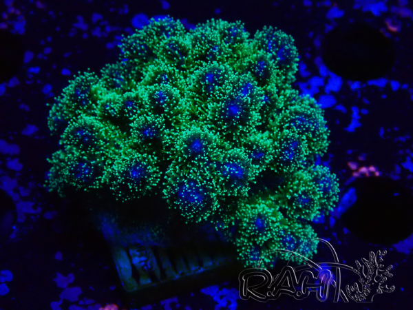 WYSIWYG Pocillopora damicornis tricolor