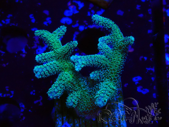 WYSIWYG Seriatopora caliendrum Hybrid (Paradiesvogel-Neon) 1F4