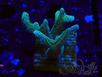 WYSIWYG Seriatopora caliendrum Hybrid (Uccello del paradiso-Neon) 1F5