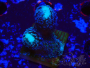 WYSIWYG Stylophora milka