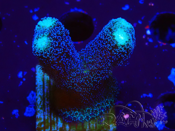 WYSIWYG Stylophora milka