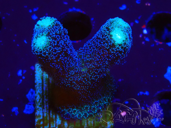 WYSIWYG Stylophora milka