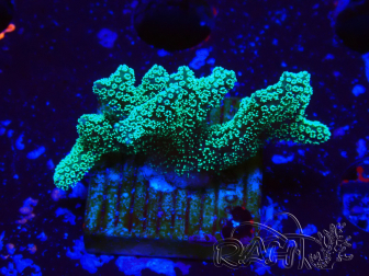 WYSIWYG Seriatopora caliendrum Verde Eléctrico