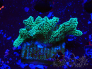 WYSIWYG Seriatopora caliendrum Electric Green